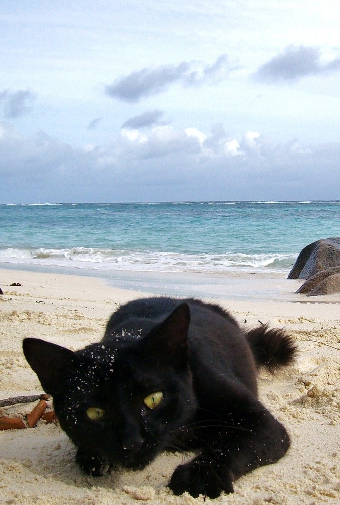 Chat noir en vacances