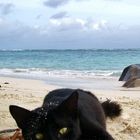 Chat noir en vacances