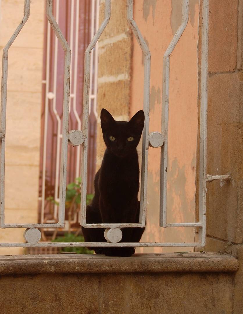 Chat noir Essaouira