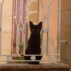 Chat noir Essaouira