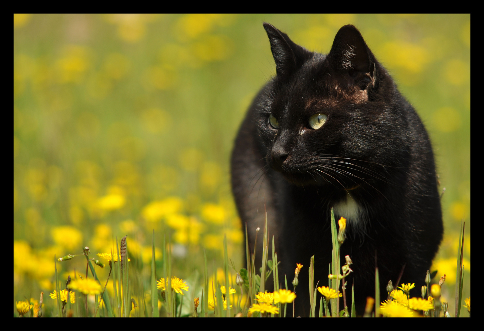 Chat noir et champ de fleurs