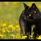 Chat noir et champ de fleurs