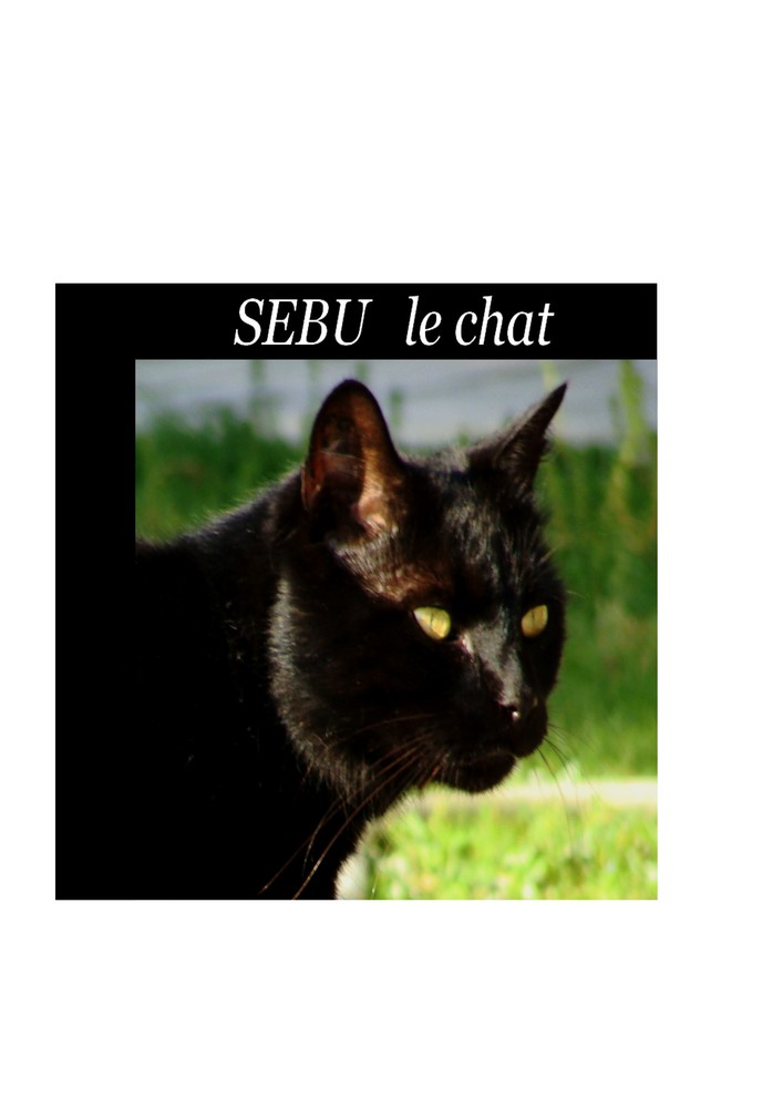 chat noir