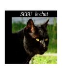 chat noir