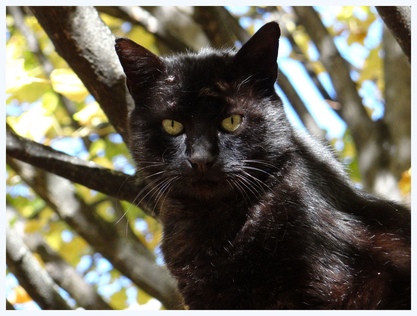 Chat noir sous le soleil d'automne