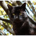 Chat noir sous le soleil d'automne