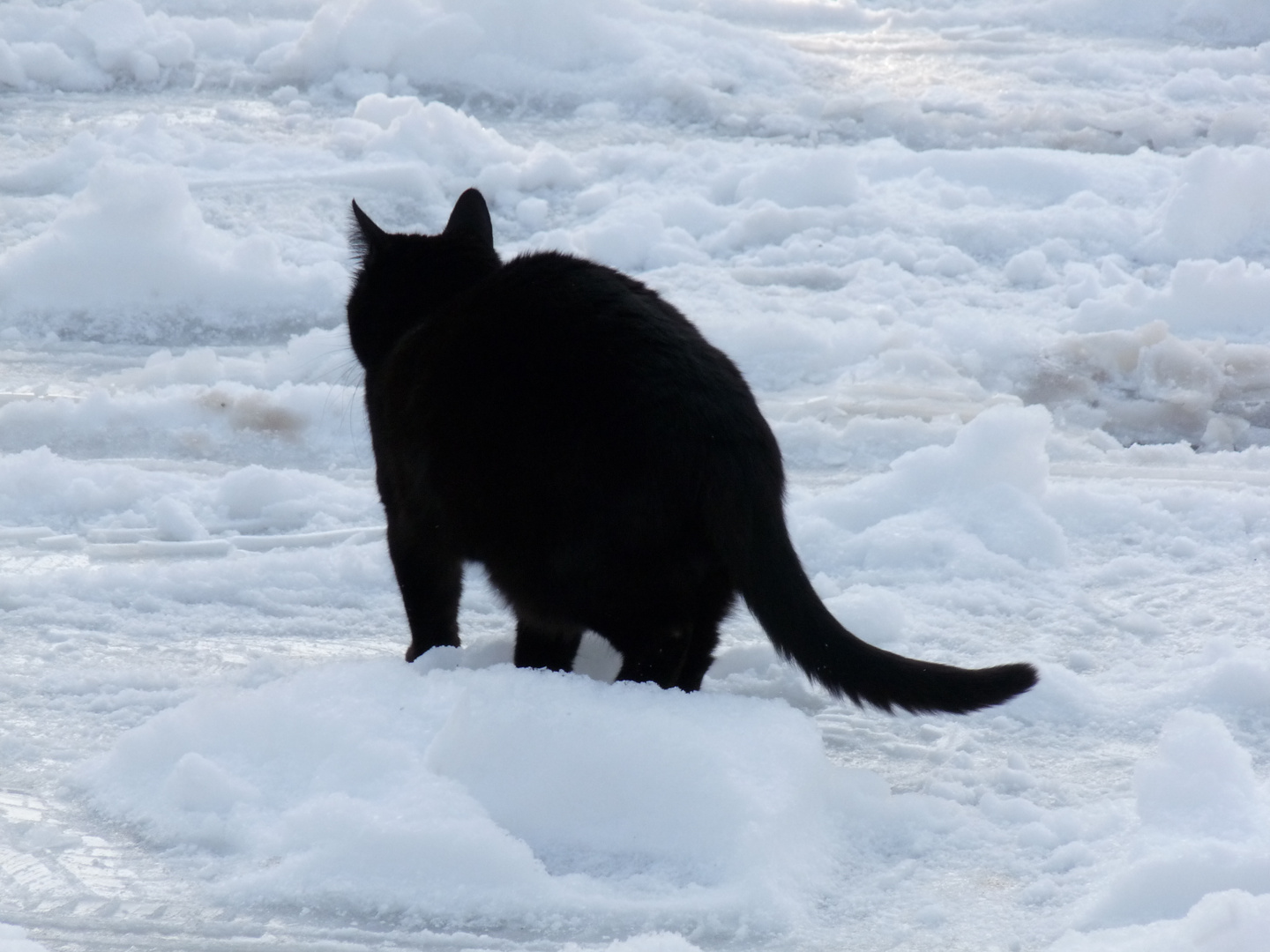 Chat Noir Sur Neige Blanche Photo Et Image Les Saisons Hiver Nature Images Fotocommunity