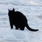 Chat noir sur neige blanche