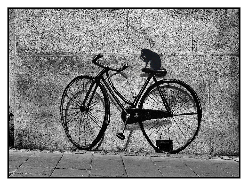 Chat' pardeur de vélo.