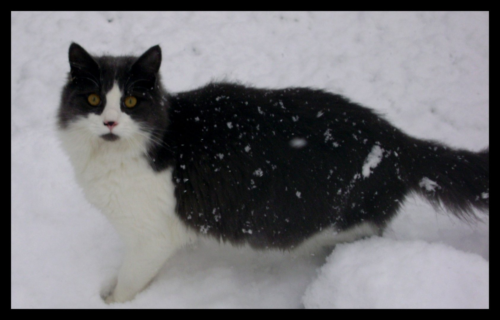 chat pas frileux!