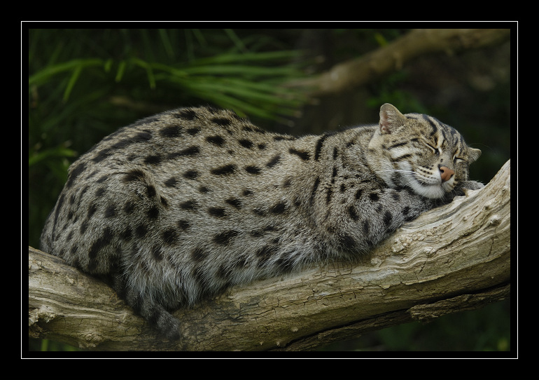 Chat pêcheur