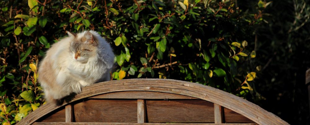 CHAT PERCHÉ 