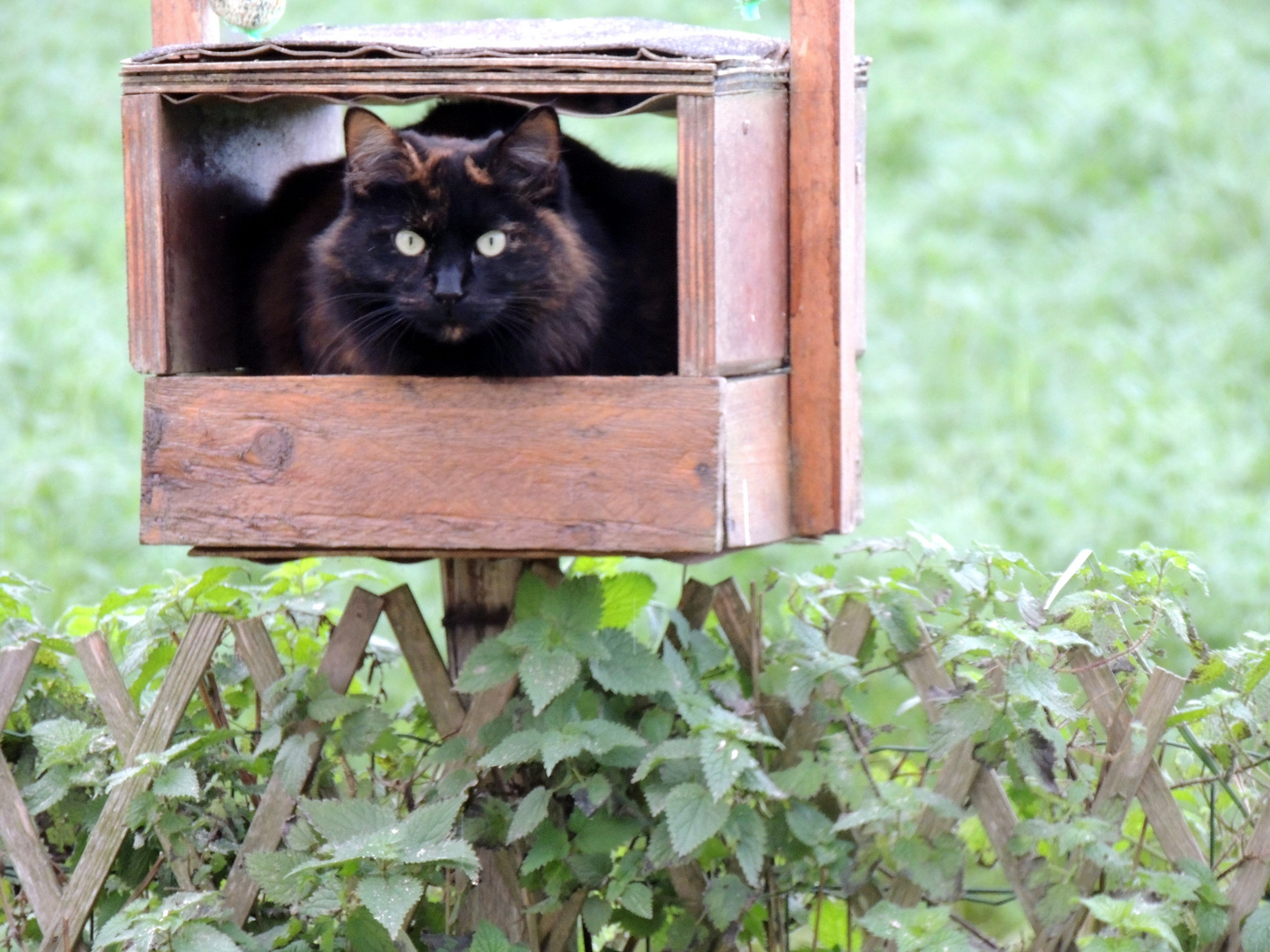 Chat perché !