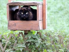 Chat perché !