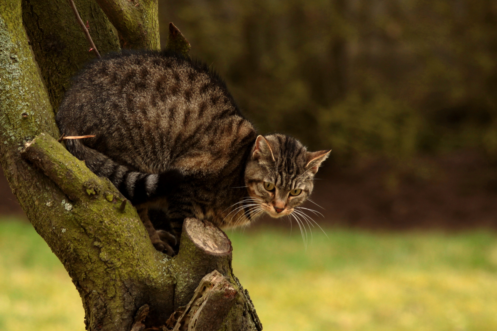 Chat perché