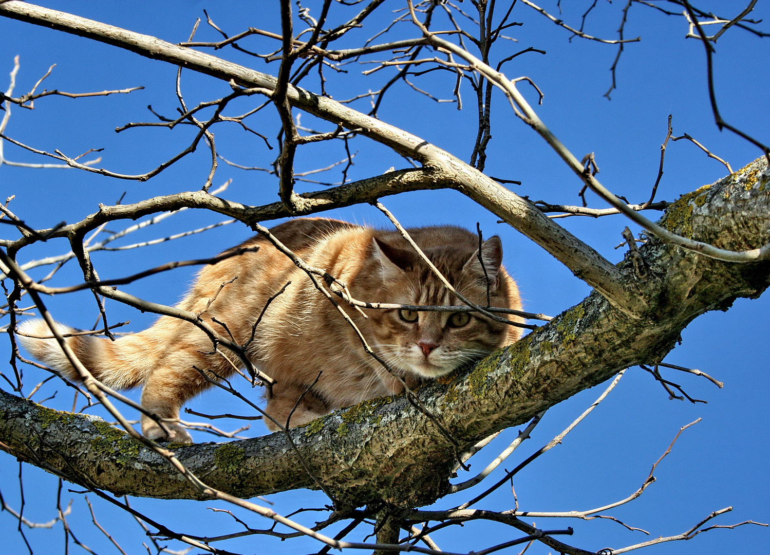 Chat perché .