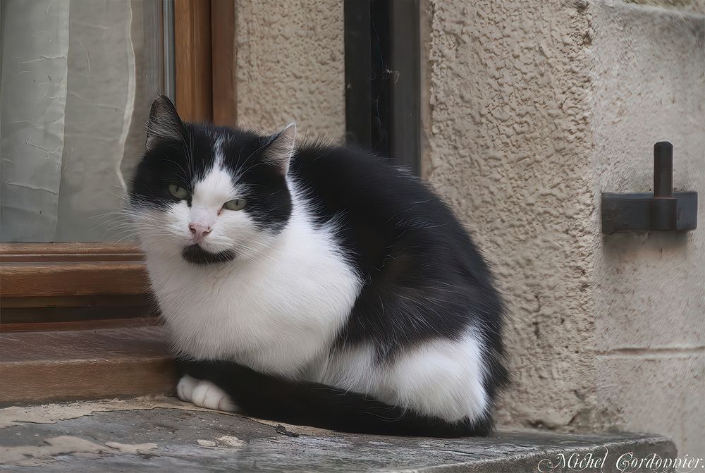 Chat perché