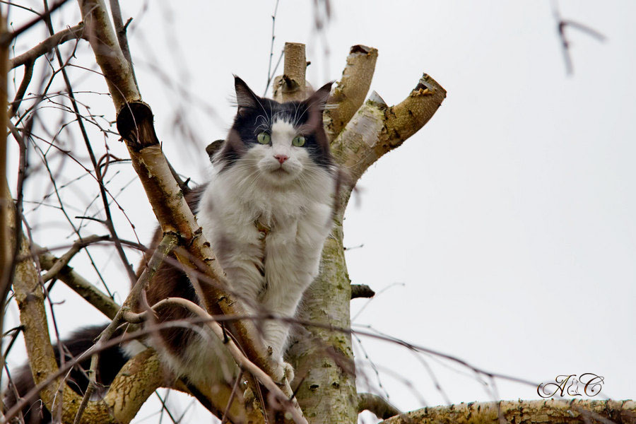 Chat perché