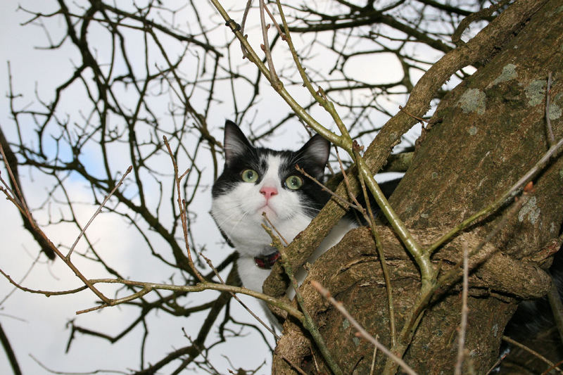 chat perché