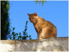 Chat perché !