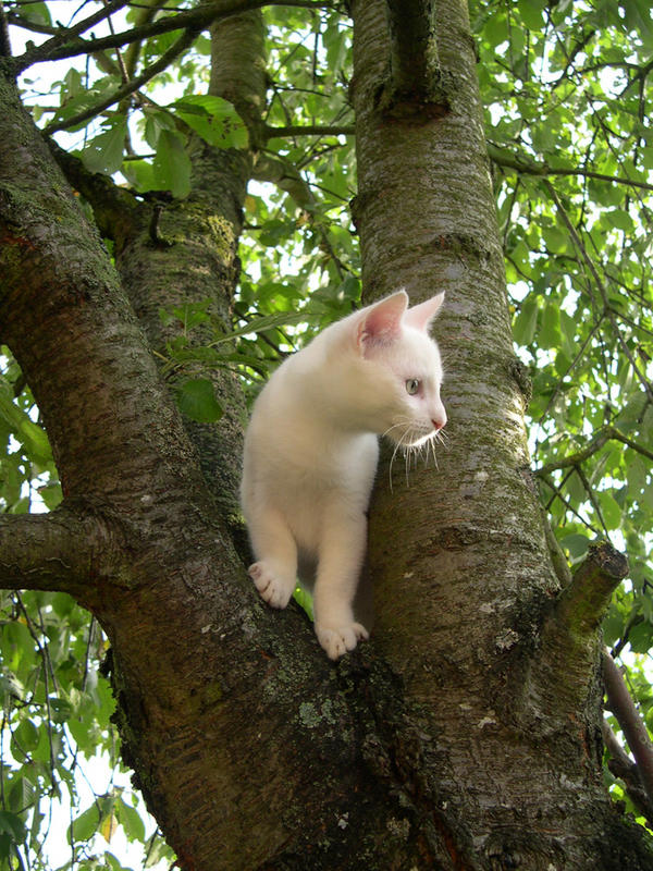 chat perché