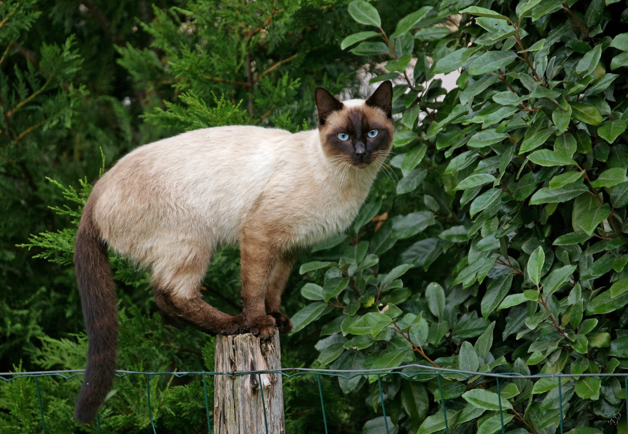 Chat ... perché