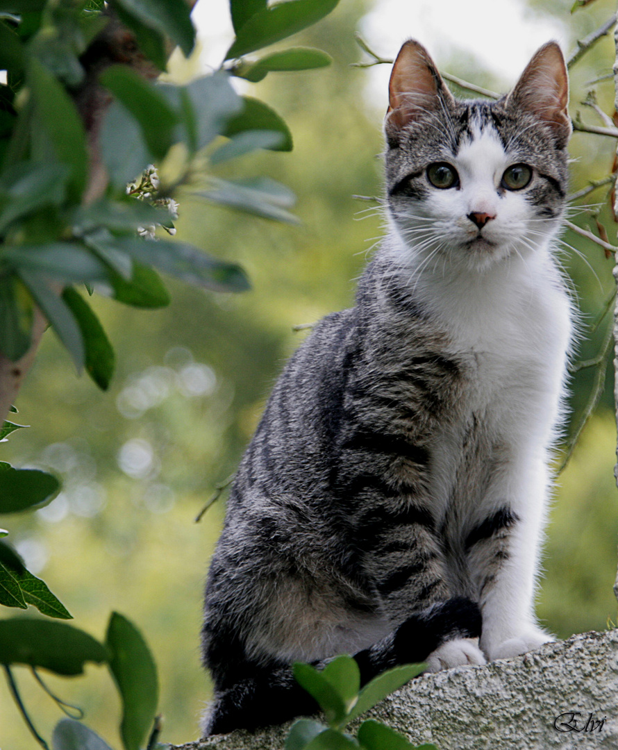 Chat perché