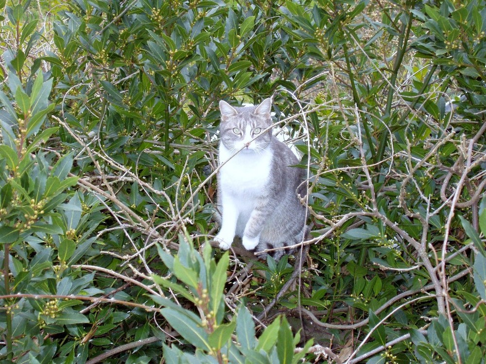 Chat perché se croit caché!