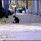 Chat Perdu - Lost Cat - Gato Perdido