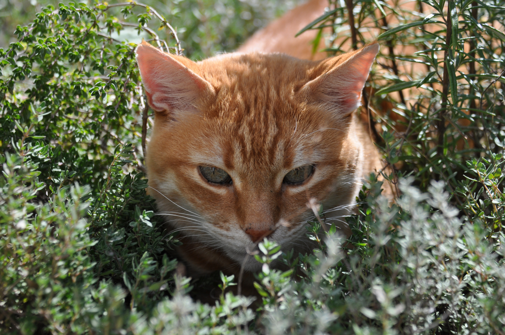 Chat Provencale