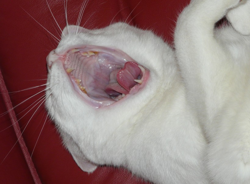 Chat Qui Baille Photo Et Image Animaux Animaux Domestiques Chats Images Fotocommunity Chat Qui Baille Photo Et Image Animaux Animaux Domestiques Chats Images Fotocommunity