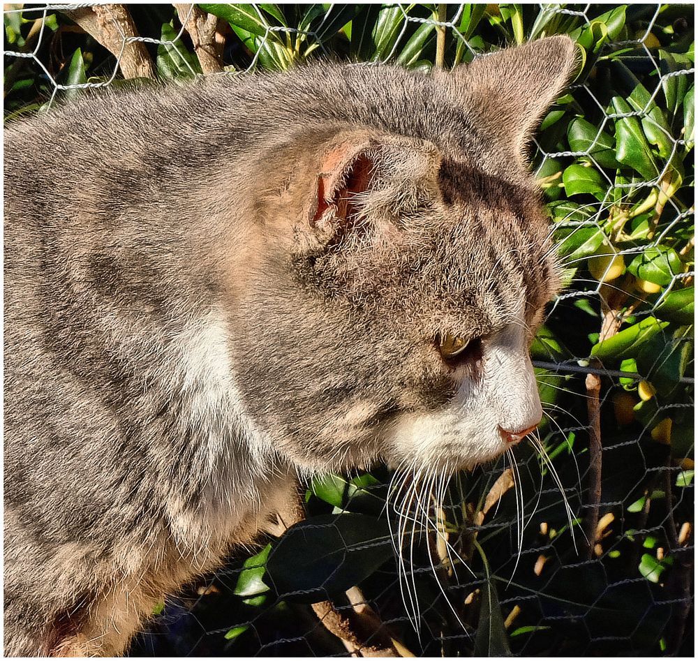 Chat-qui-songe