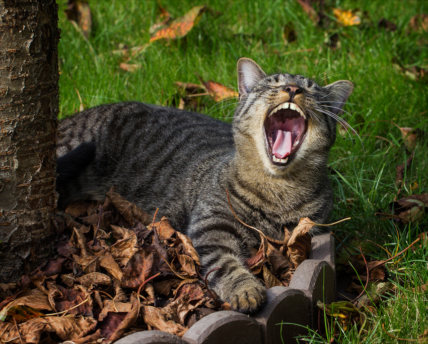 Chat-rieur .