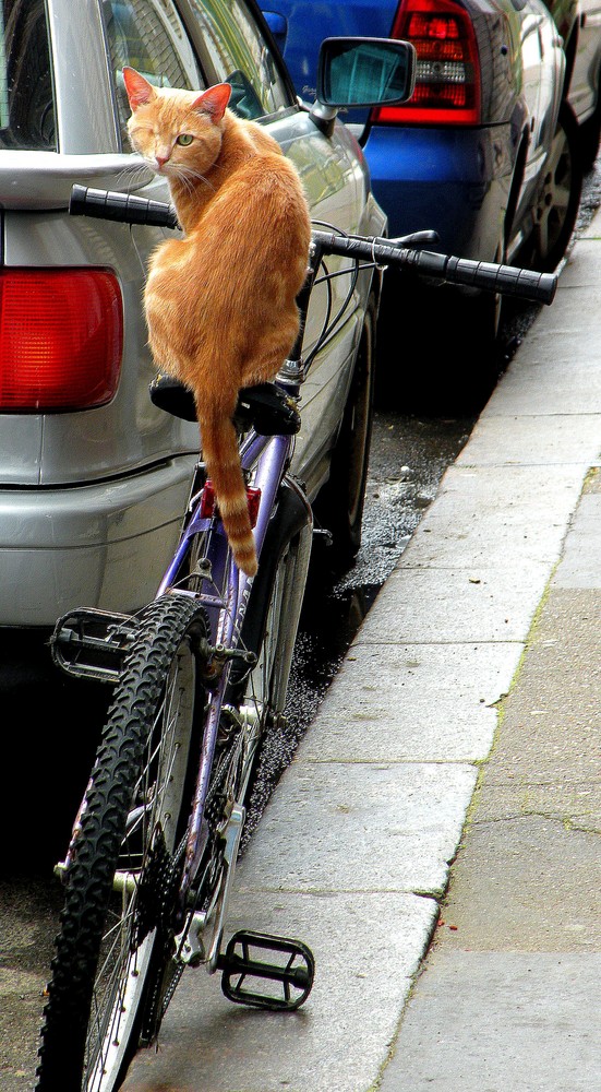 Chat roule pour moi !!!!