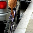 Chat roule pour moi !!!!