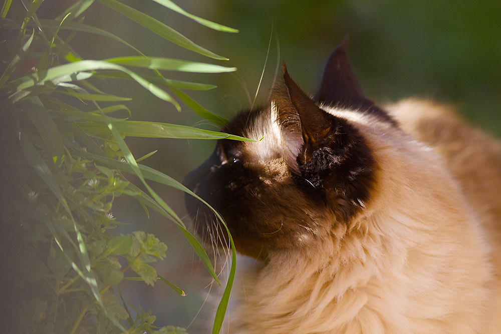 Chat rêve...