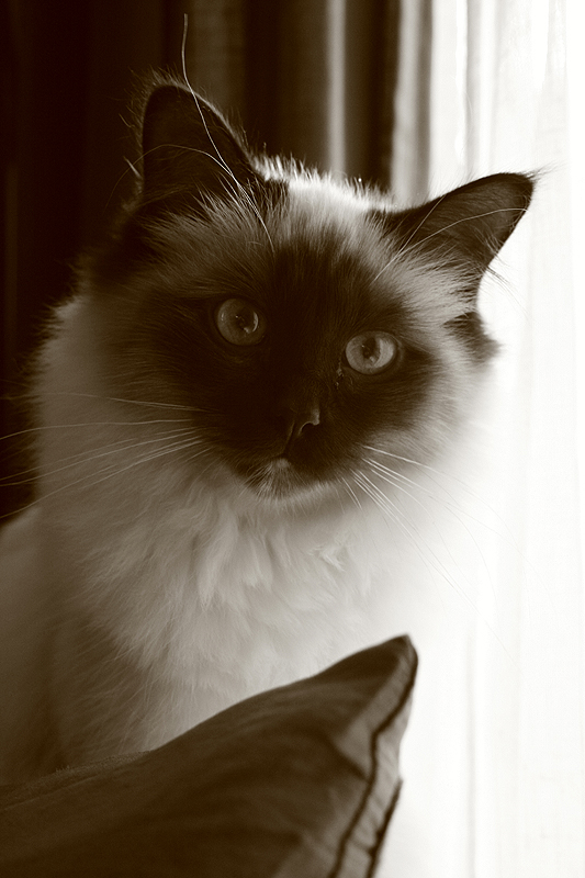 chat sacre de birmani