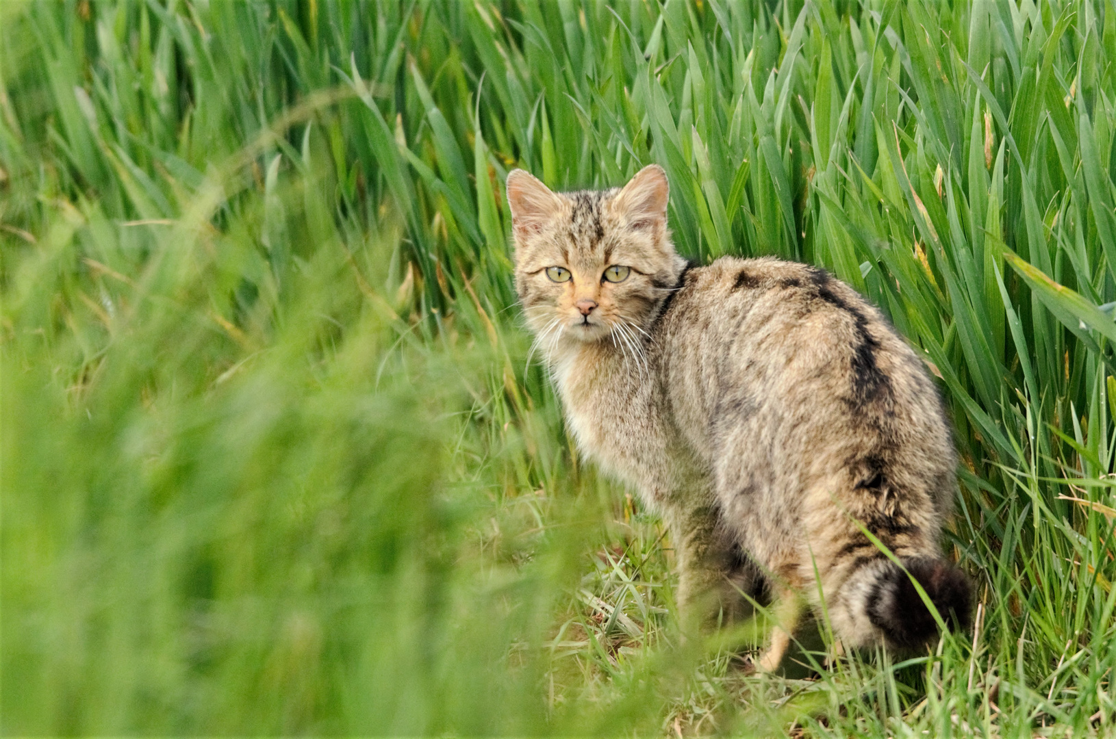 Chat sauvage