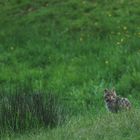 Chat sauvage dans l'obscurité