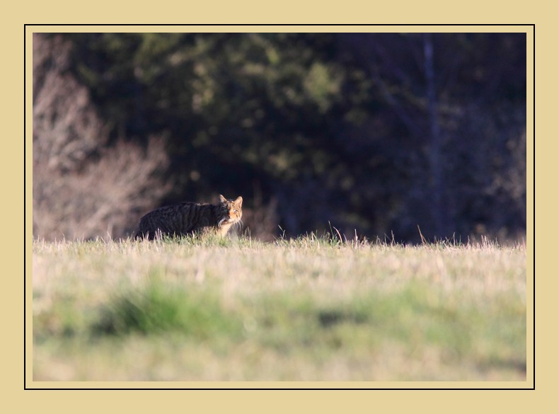 chat sauvage en Corrèze