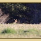 chat sauvage en Corrèze