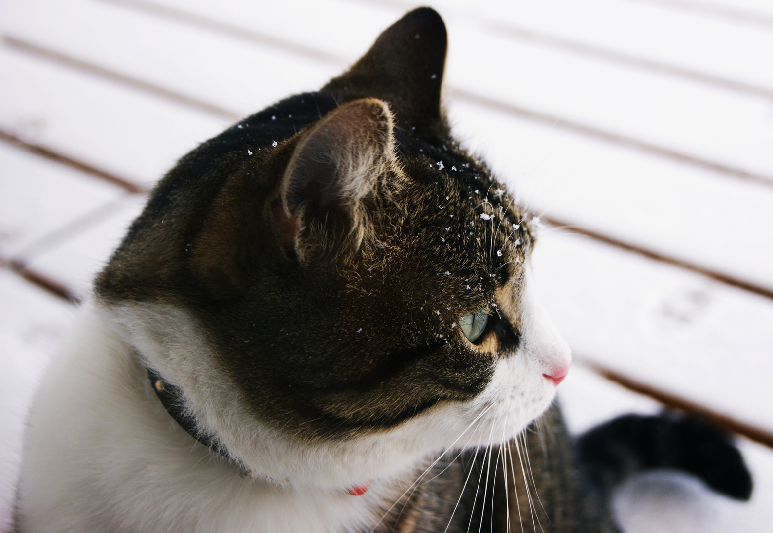 chat sous la neige !