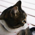 chat sous la neige !