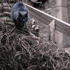 chat sur escalier