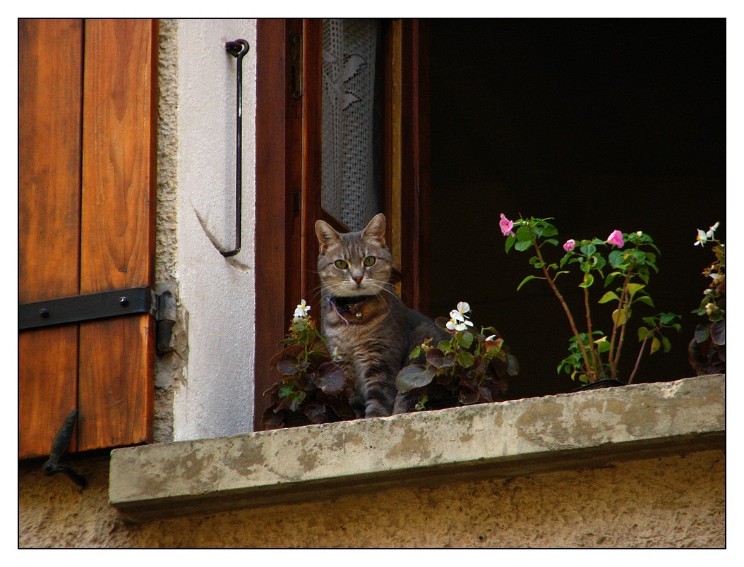 Chat sur fenêtre