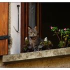 Chat sur fenêtre