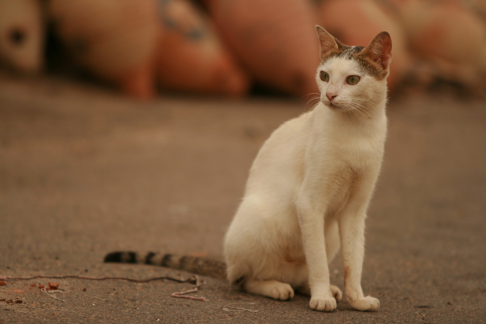 chat tunisien