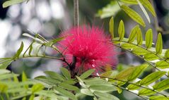 chataîgne flamboyante