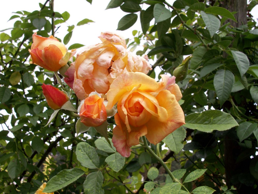 Chateau la Chatonniére Rosen