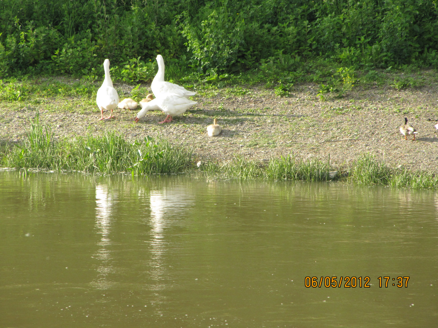 Chateauguay River 8